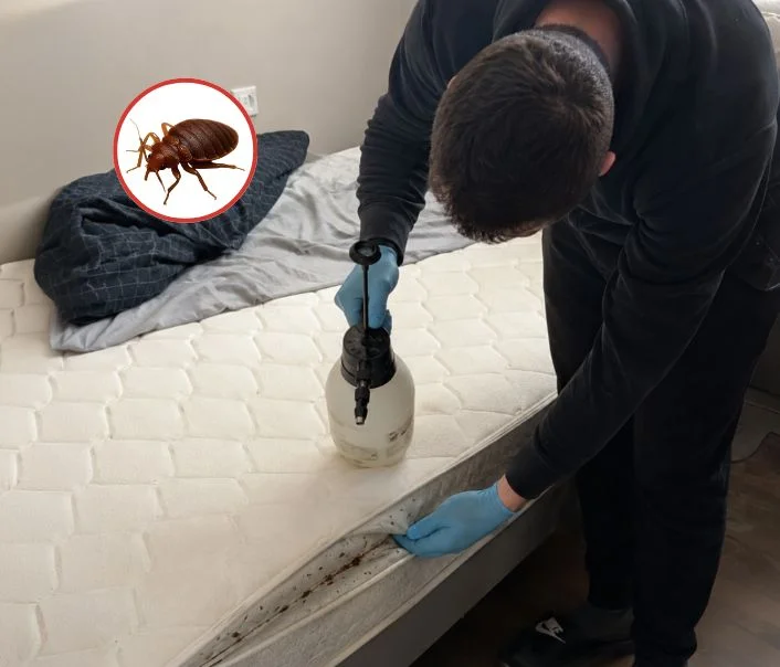 Technicien traitant un matelas contre les punaises de lit à Croissy-Beaubourg